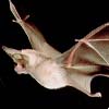 bataway