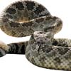 snakeaway100